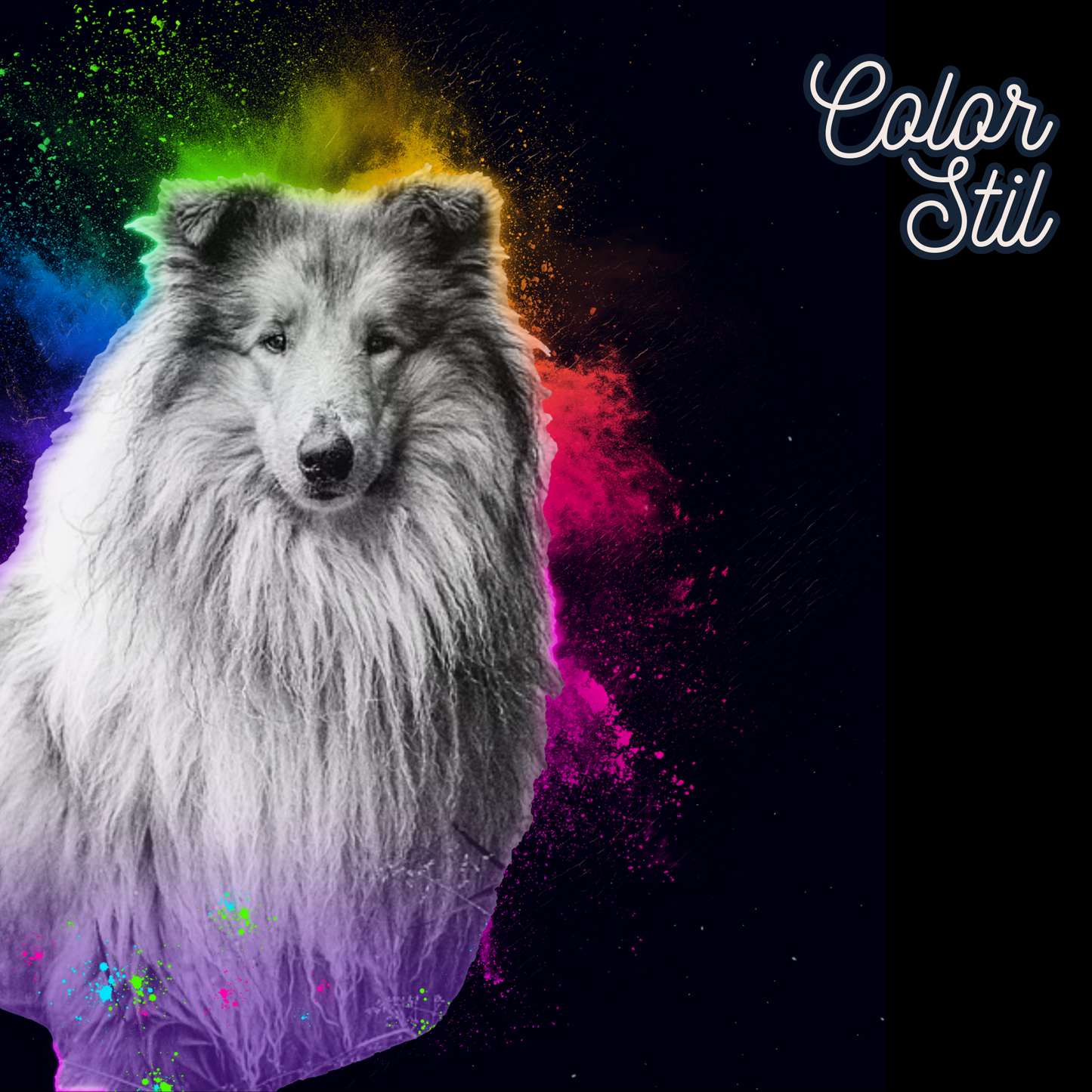 Hund Portrait Color Festival vom Foto als personalisierte Bilder